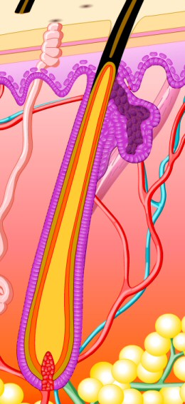 epilare definitiva_ipl