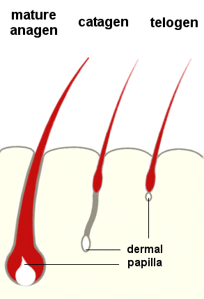 epilare definitiva_ipl