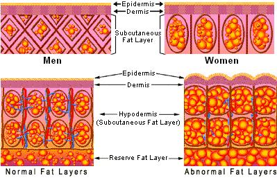 celulita_cell