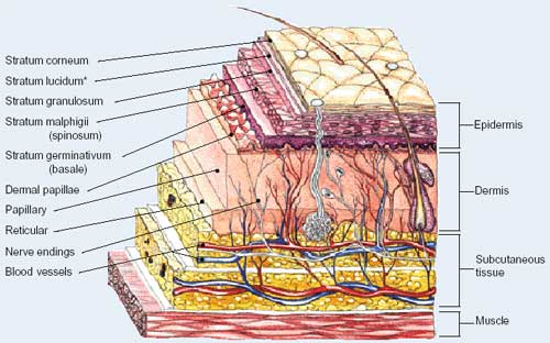 layers of skin. The skin is made up of two